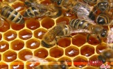 Мёд Бурятия, кипрейный